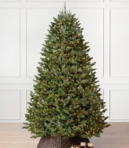 Fraser Fir Trees